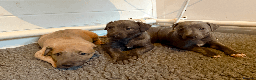 Mixed Breed dogs for sale: 5 stunning Whippet Bedlington pups available.  - Advert 4