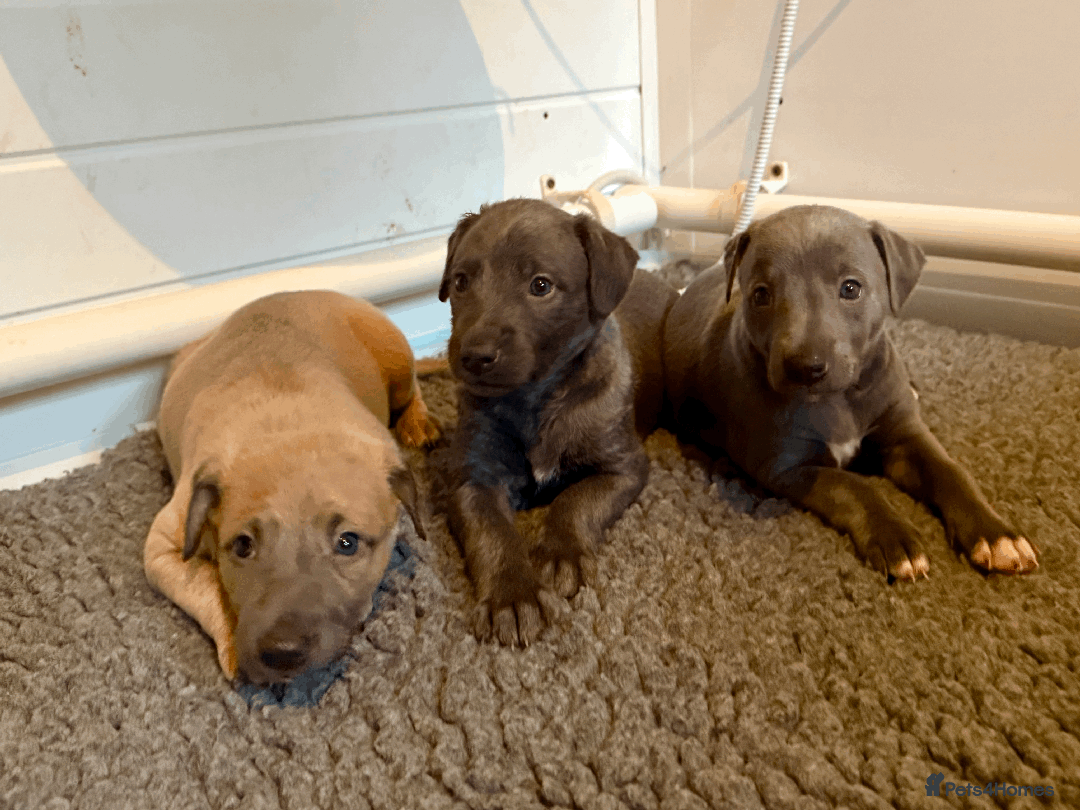 Mixed Breed dogs for sale: 5 stunning Whippet Bedlington pups available.  - Advert 4