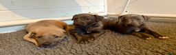 Mixed Breed dogs for sale: 5 stunning Whippet Bedlington pups.  - Advert 4