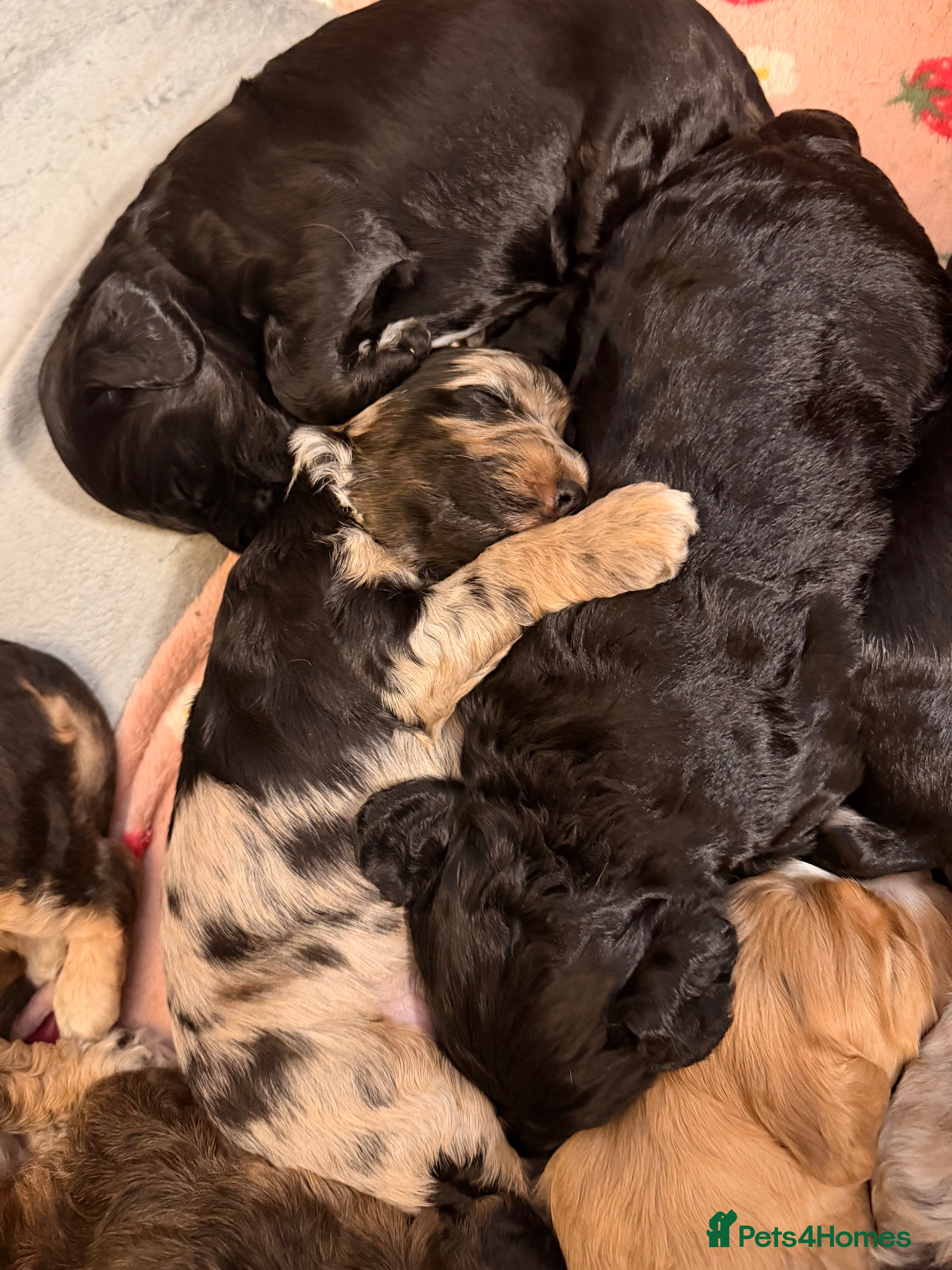 Cockapoo dogs F1 Cockapoo Puppies - Advert 2