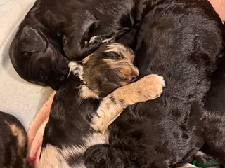 Cockapoo dogs F1 Cockapoo Puppies - Advert 5