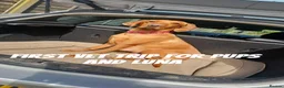 Labrador Retriever dogs for sale: Absolutely stunning kc registered fox red pups - Advert 21