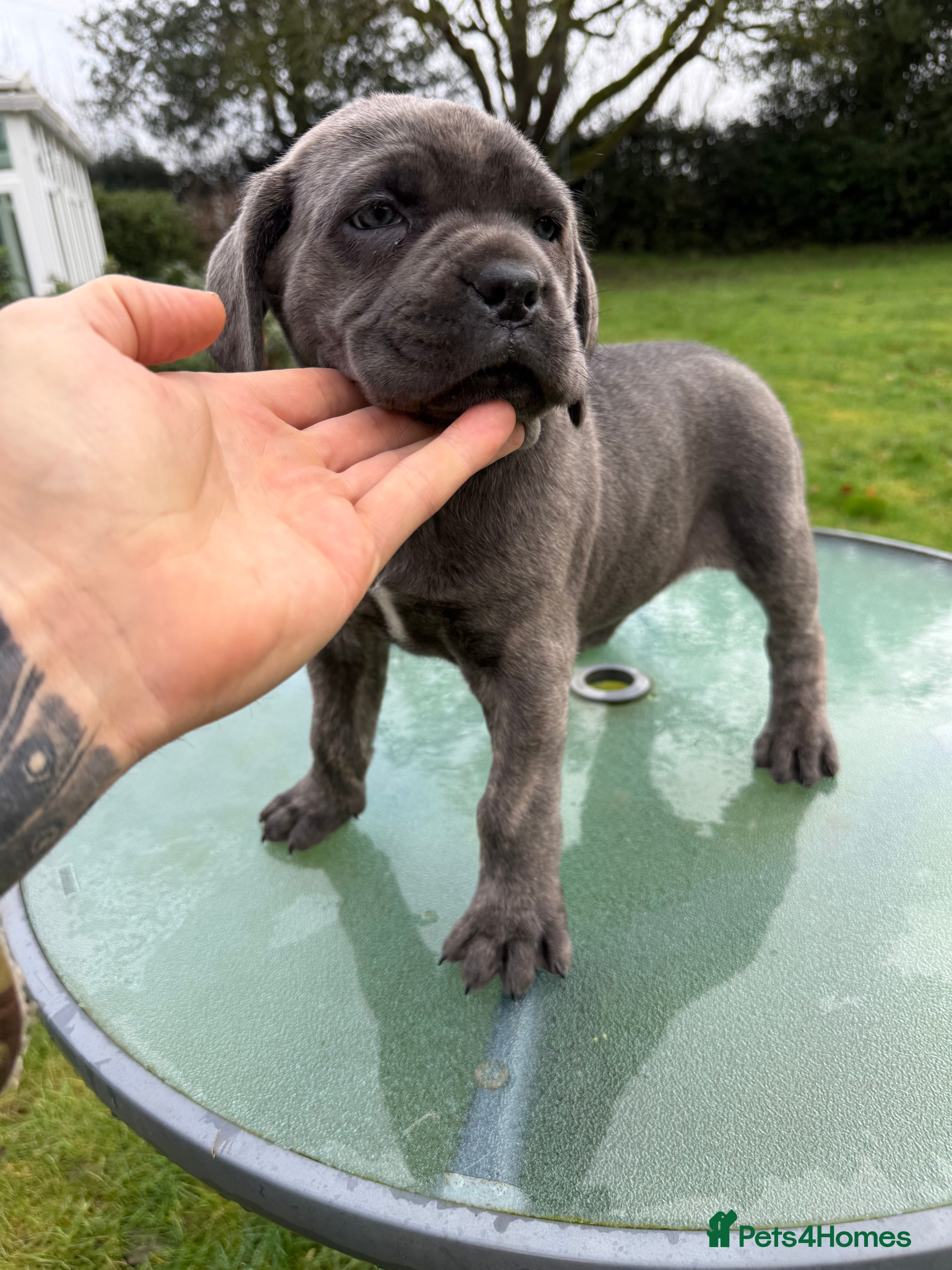 Cane Corso dogs Cane corso puppy’s  - Advert 1