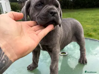 Cane Corso dogs Cane corso puppy’s - Advert 1