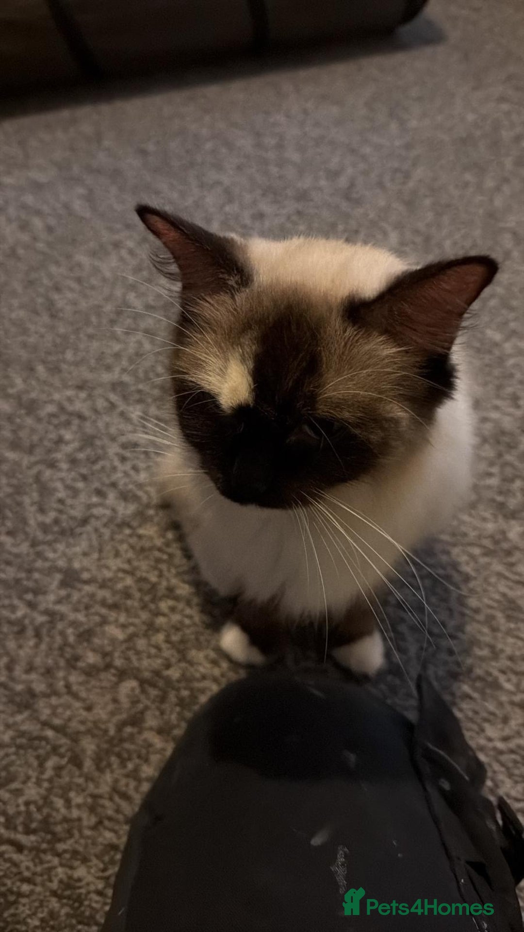 Ragdoll cats for sale: Beautiful ragdoll - Advert 3