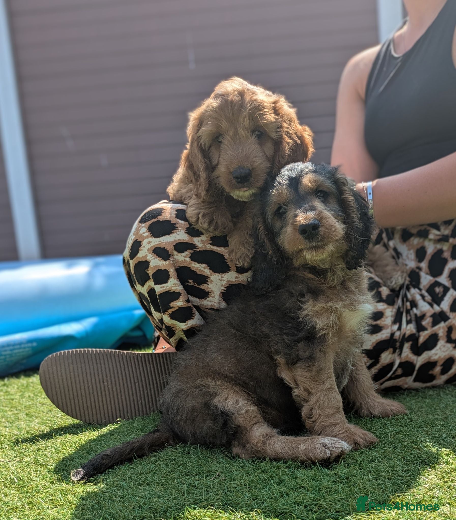 Cockapoo dogs 2 f1 Show/Toy boys ready for their new home - Advert 1