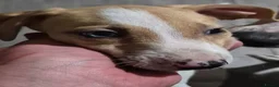 Lurcher dogs for sale: Lurcher puppies - Advert 13