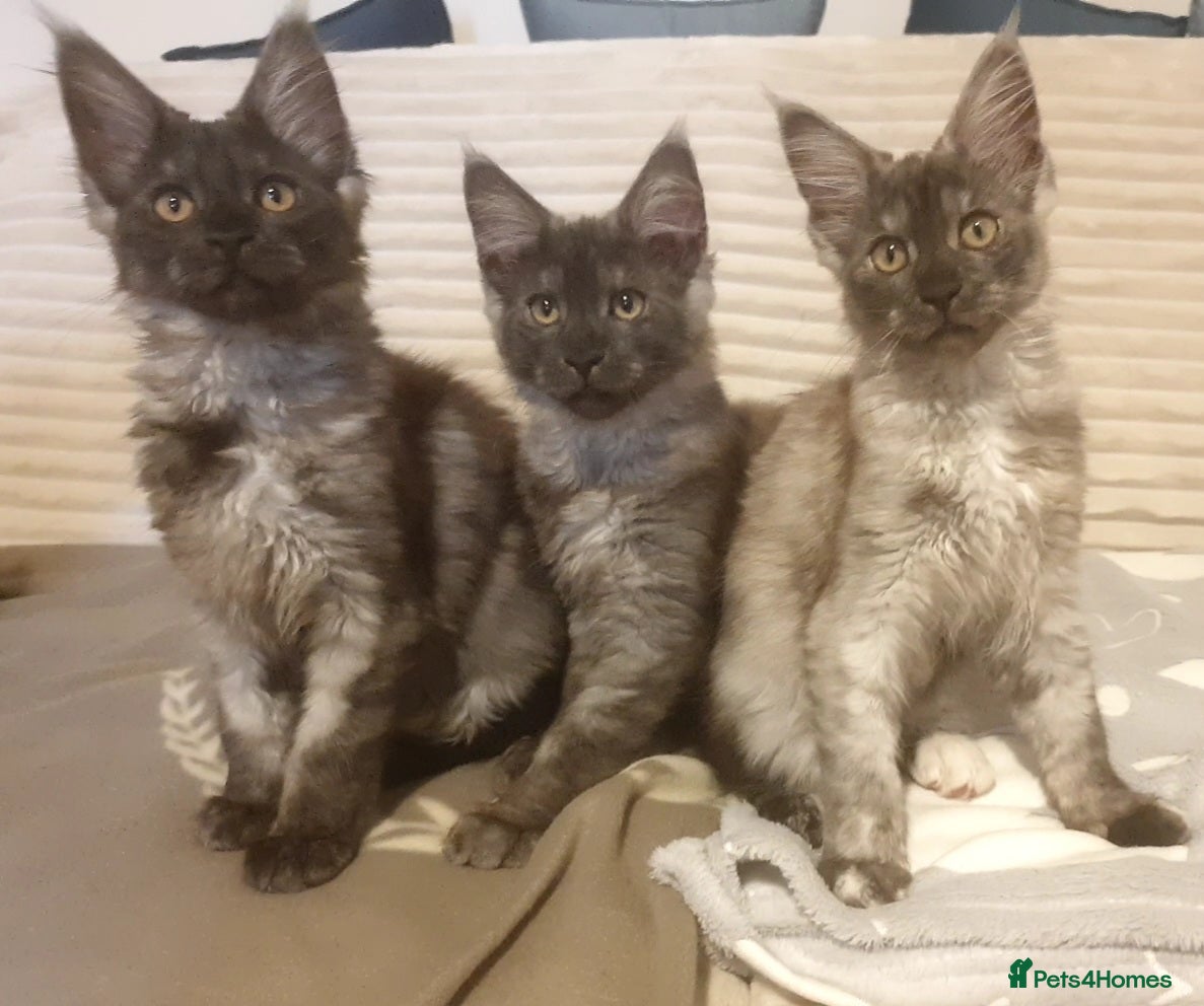 Maine Coon cats Maine coon kittens  - Advert 7