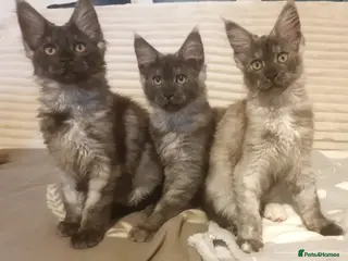 Maine Coon cats Maine coon kittens - Advert 7