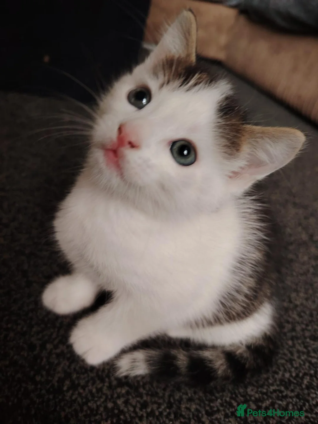Domestic Shorthair cats for sale: Beautiful Shorthair Kittens Ready for Loving Homes in Bradford - Advert 16