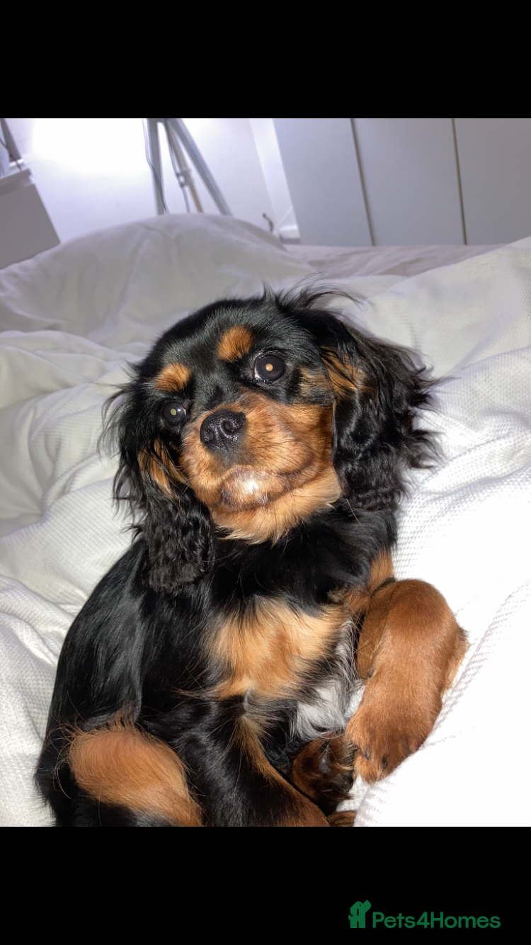 Cavalier King Charles Spaniel dogs Beautiful Chunky King Charles spaniel puppies  - Advert 1