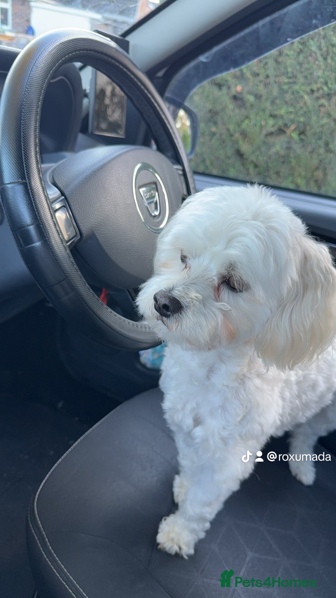 Maltese dogs for stud: Maltese boy for stud - Image 2