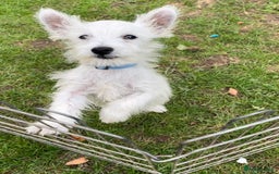 West Highland Terrier dogs for sale: Beautiful west highland terriers puppys - Image 26