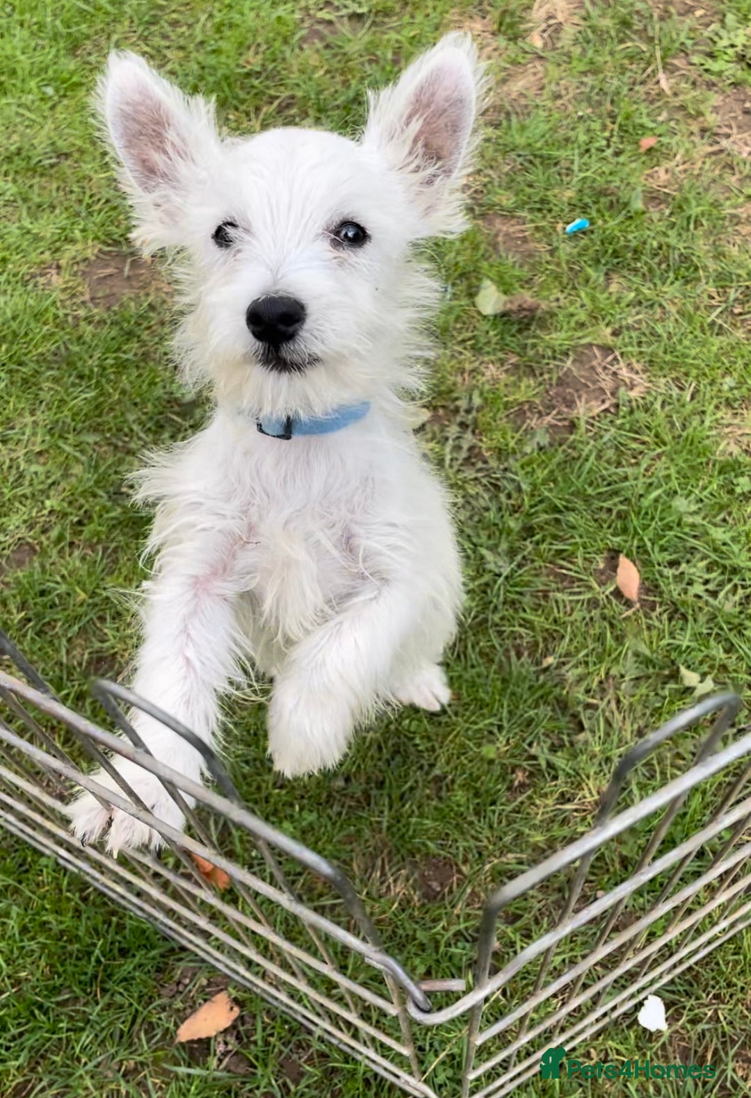 West Highland Terrier dogs for sale: Beautiful west highland terriers puppys - Image 26