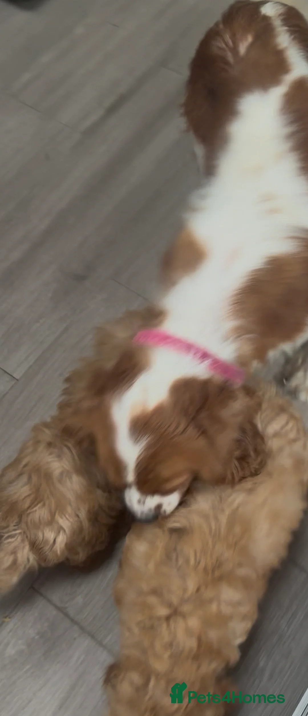 Cavapoo dogs for sale: Extensively health tested red Cavapoo babies in West Malling - Advert 12