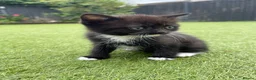 Mixed Breed cats for sale: Mixed british shorthair kittens - Advert 12