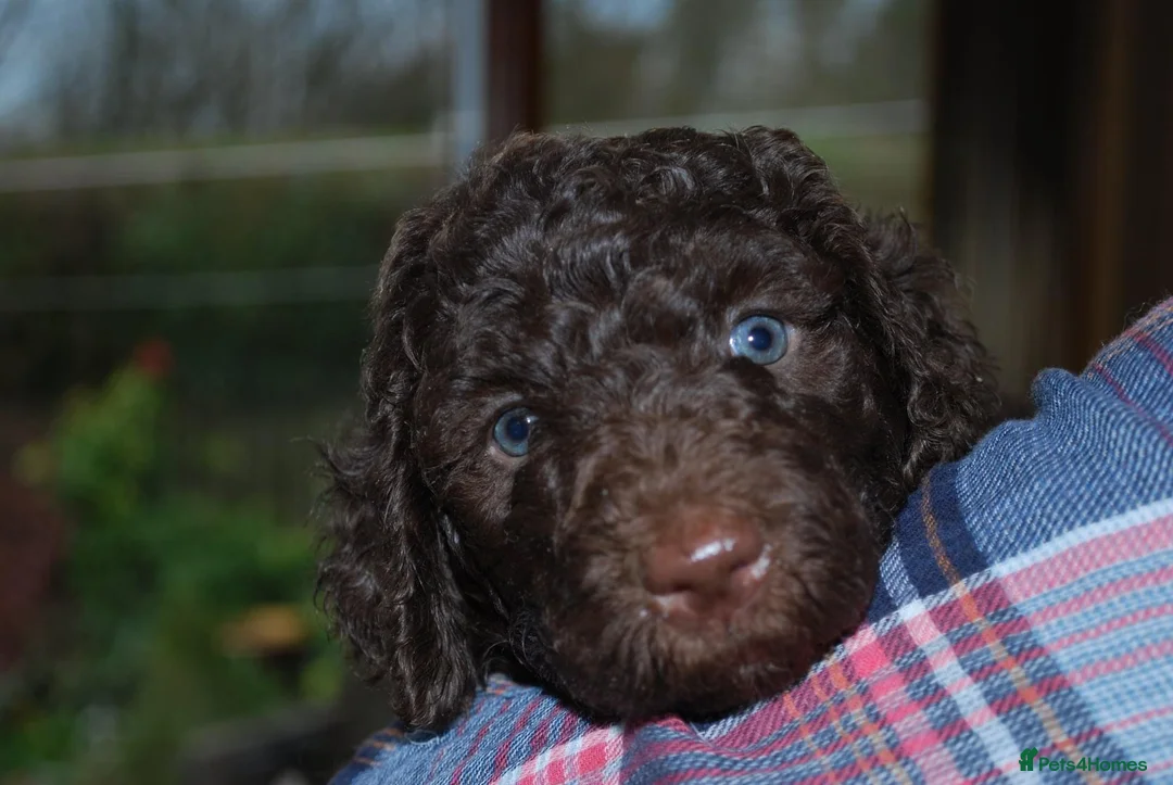 Labradoodle dogs for stud: Chocolate Standard Labradoodle Multigenerational  in Matlock - Advert 4