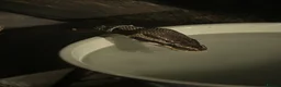 Python Snake reptiles for sale: Royal (Ball) Python  in Redditch - Advert 2