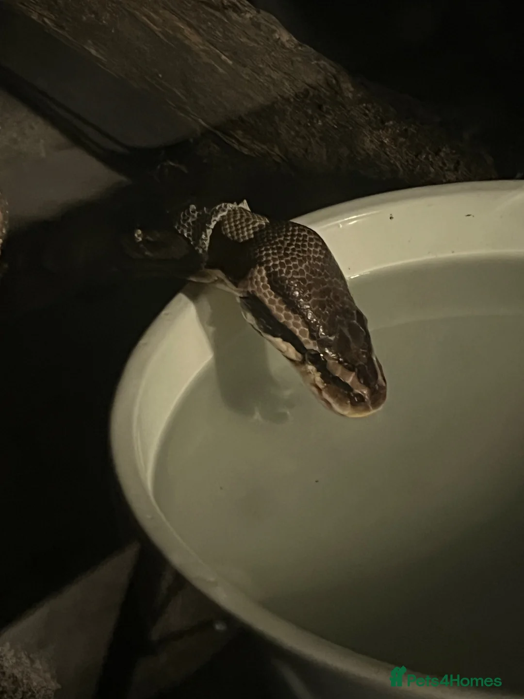 Python Snake reptiles for sale: Royal (Ball) Python  in Redditch - Advert 2