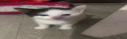 Mixed Breed cats for sale: 4 beautiful kittens for sale  - Advert 5
