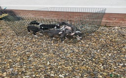 Whippet dogs for sale: 3 quarter whippet quarter collie pups - Image 2