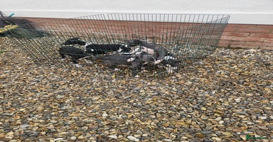 Whippet dogs - Advert 12