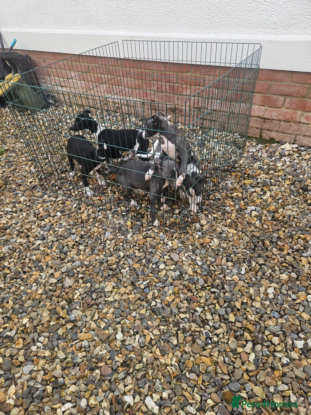 Whippet dogs for sale: 3 quarter whippet quarter collie pups - Image 2
