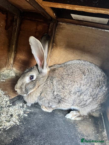 Continental Giant rabbits - Advert 4