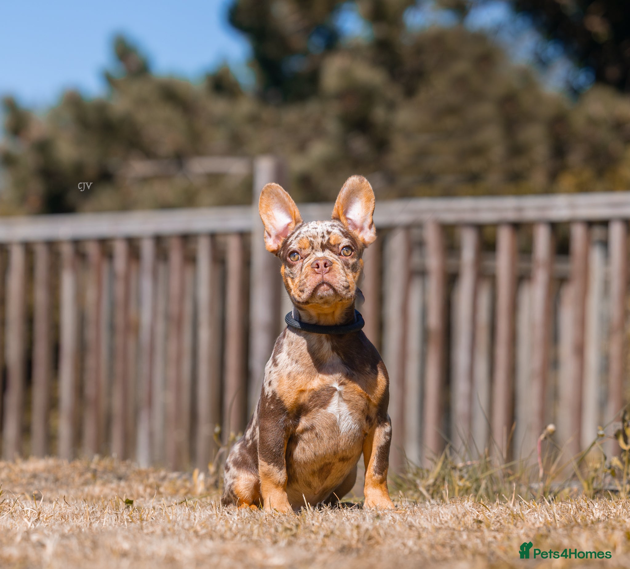 French Bulldog dogs Rojo French Bulldog puppies  - Advert 1