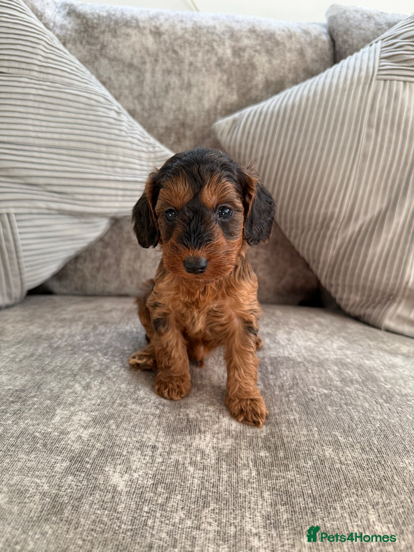 Cockapoo dogs for sale: beautiful f1 cockapoo’s 2 boys left 💙🧸🐾 - Advert 1