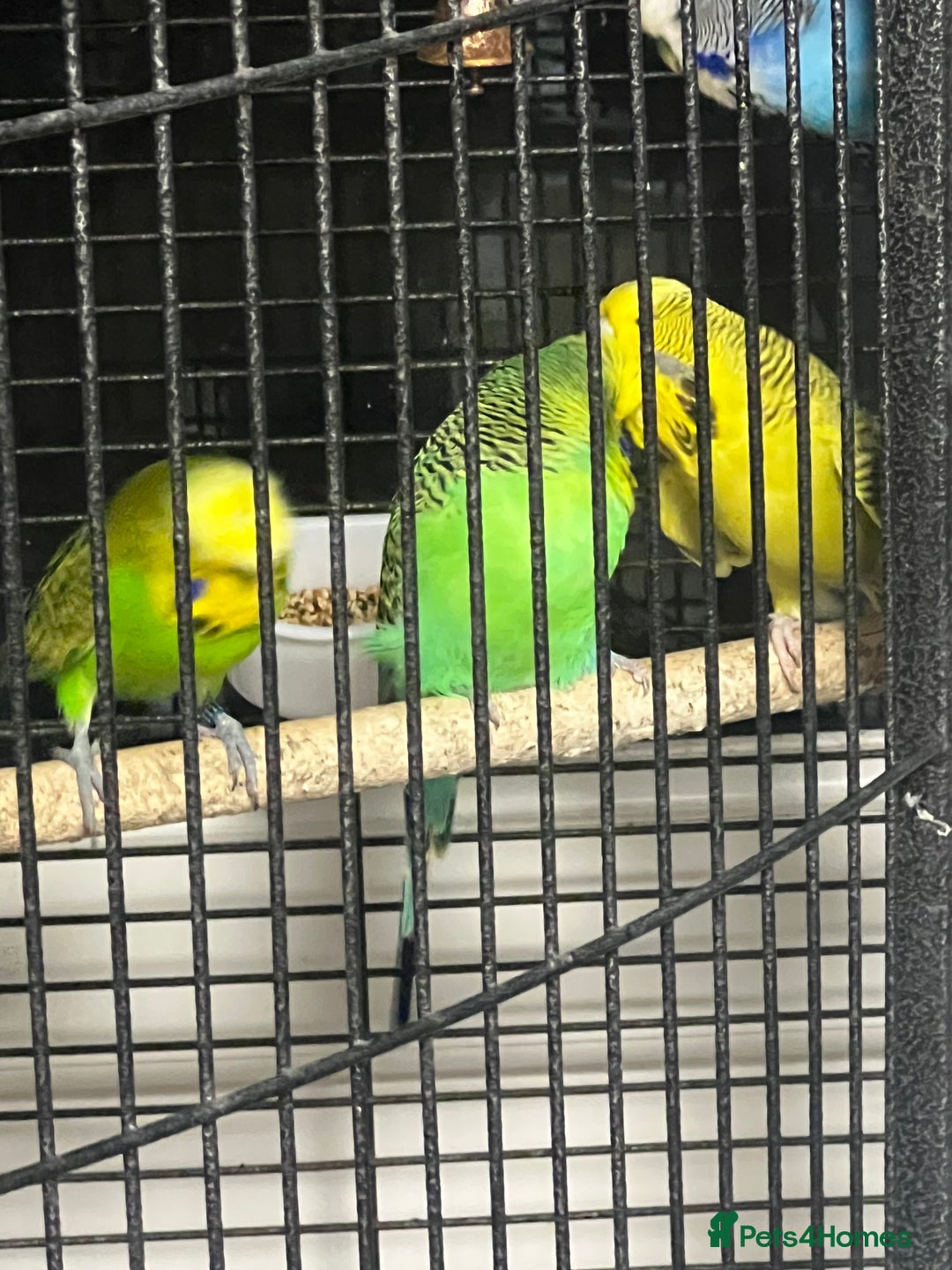 Budgerigars birds for sale: Beautiful Exhibition budgies - Image 3