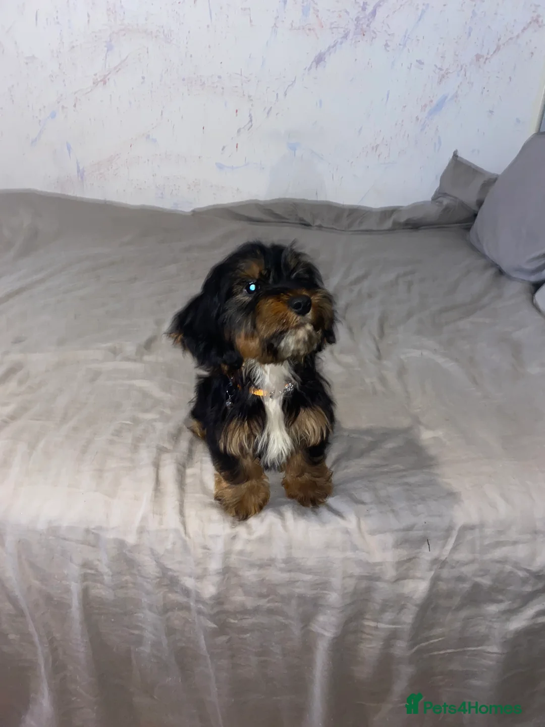 Mixed Breed dogs for sale: Sweet litter of pups for sale 2 males , 3 female in Stoke-on-Trent - Advert 7