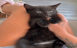 Mixed Breed cats for sale: Mixed breed kittens  - Image 2