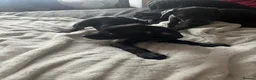 Mixed Breed dogs for sale: Weimaramer/cane corso pups in Shotts - Advert 27