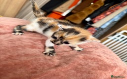 Bengal cats for sale: 4 pure bangal and 5 bengal x kittens - Image 19