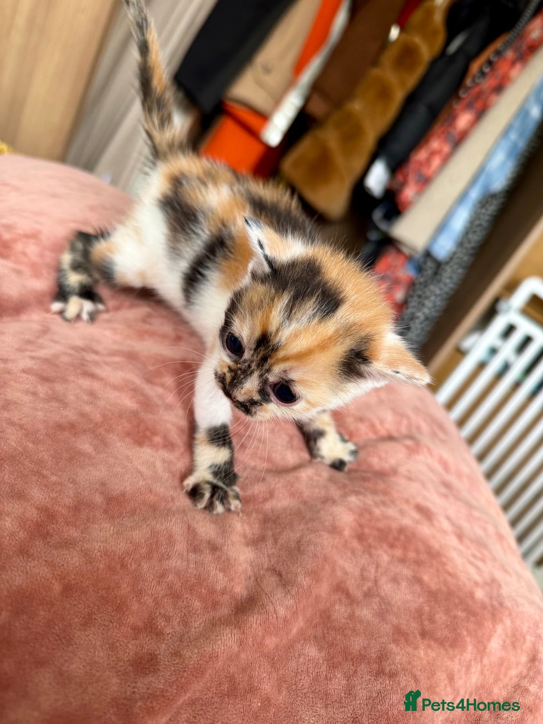 Bengal cats for sale: 4 pure bangal and 5 bengal x kittens - Image 19