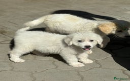 Mixed Breed dogs for adoption: Meet JOJO - a superb big girl, for a Loving Home - Image 12