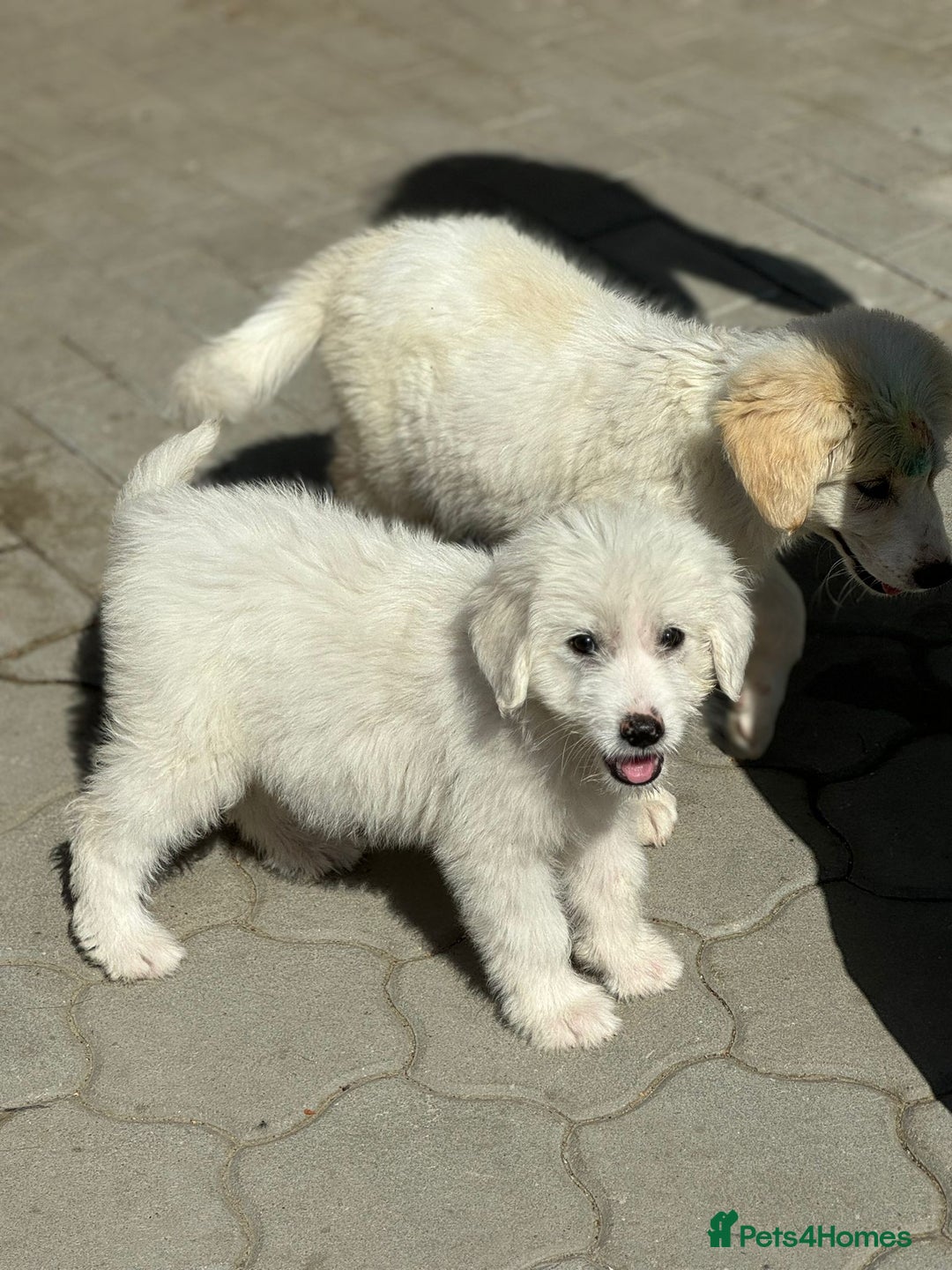 Mixed Breed dogs for adoption: Meet JOJO - a superb big girl, for a Loving Home - Image 12