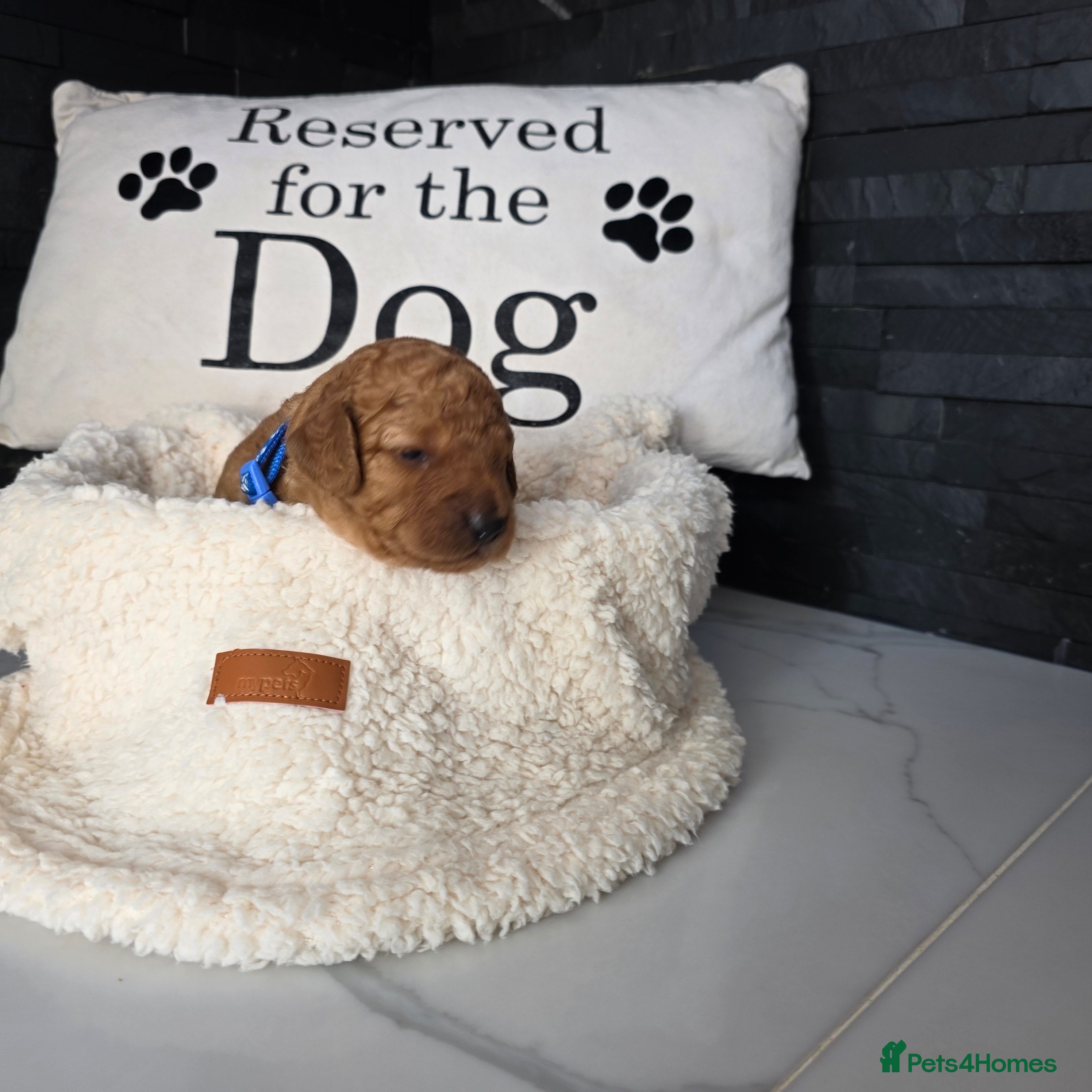 Cockapoo dogs for sale: Adorable f2 cockapoo  in Swadlincote - Advert 6