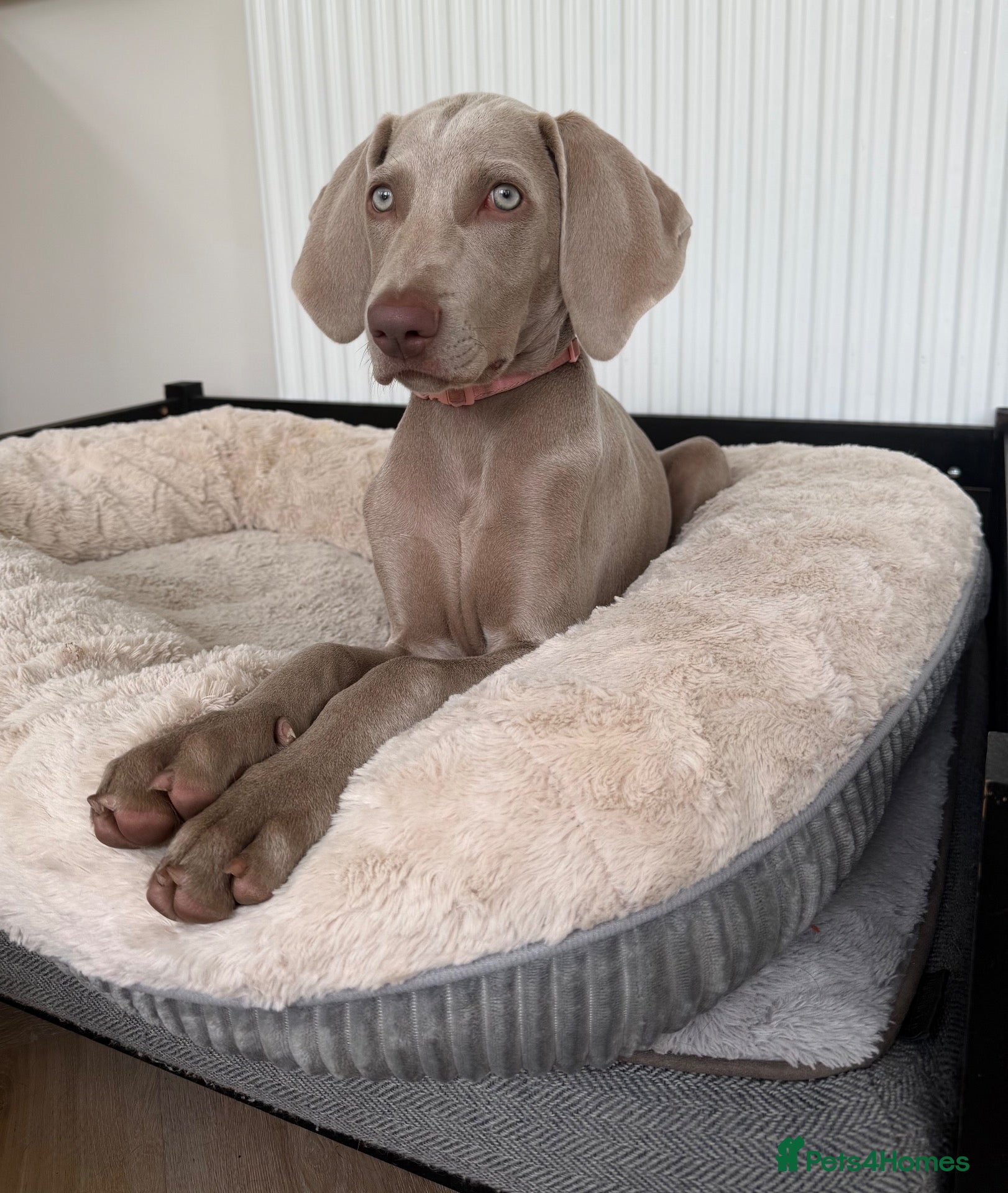 Weimaraner dogs Female Weimaraner pup - Advert 2