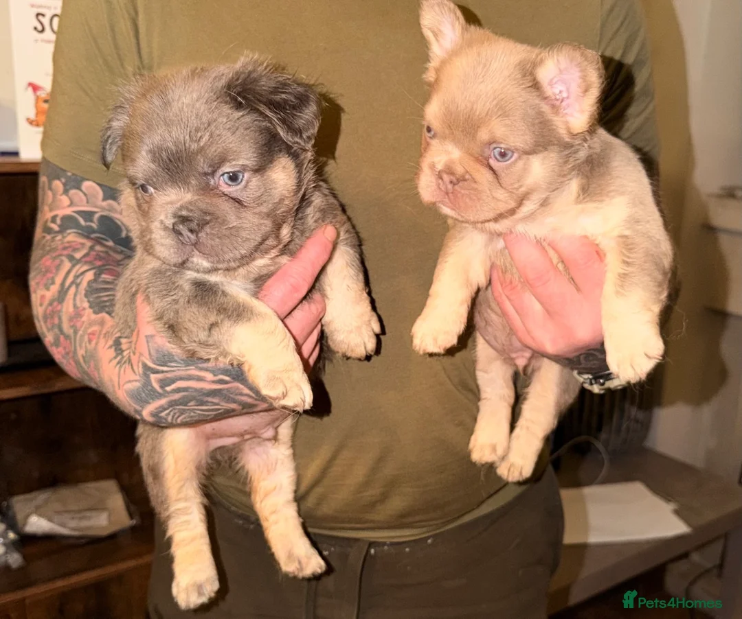 French Bulldog dogs for sale: Fluffy frenchies new shade/ lilactan pink-testable - Advert 1
