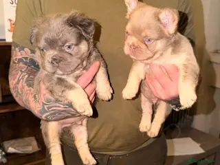 French Bulldog dogs Fluffy frenchies new shade/ lilactan pink-testable - Advert 1