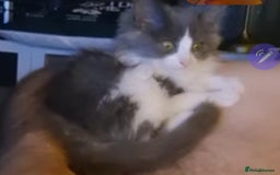 Ragdoll cats for sale: Ragdoll x - Image 10