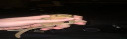 Gecko reptiles for sale: Male crested gecko (with or without setup) - Advert 1