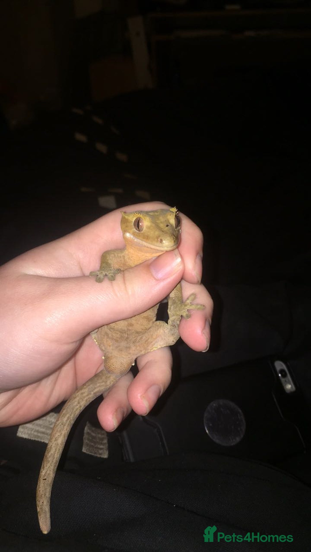 Gecko reptiles for sale: Male crested gecko (with or without setup) - Advert 1