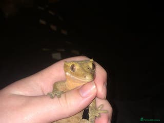 Gecko reptiles Male crested gecko (with or without setup) - Advert 6