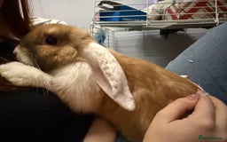 Dwarf Lop rabbits for sale: Loving Bunny For Sale  - Image 3
