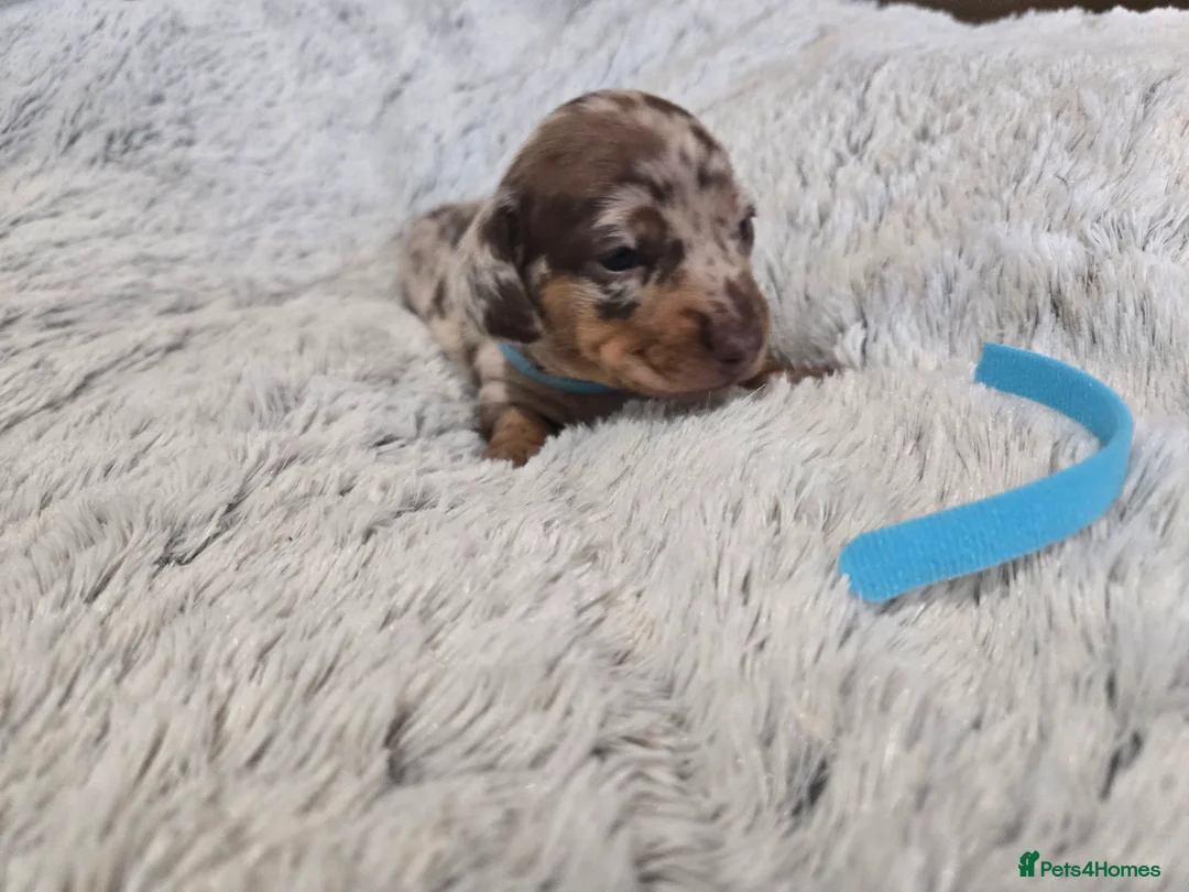 Miniature Dachshund dogs for sale: Miniature Dachshund Puppies (smooth haired) - Advert 11