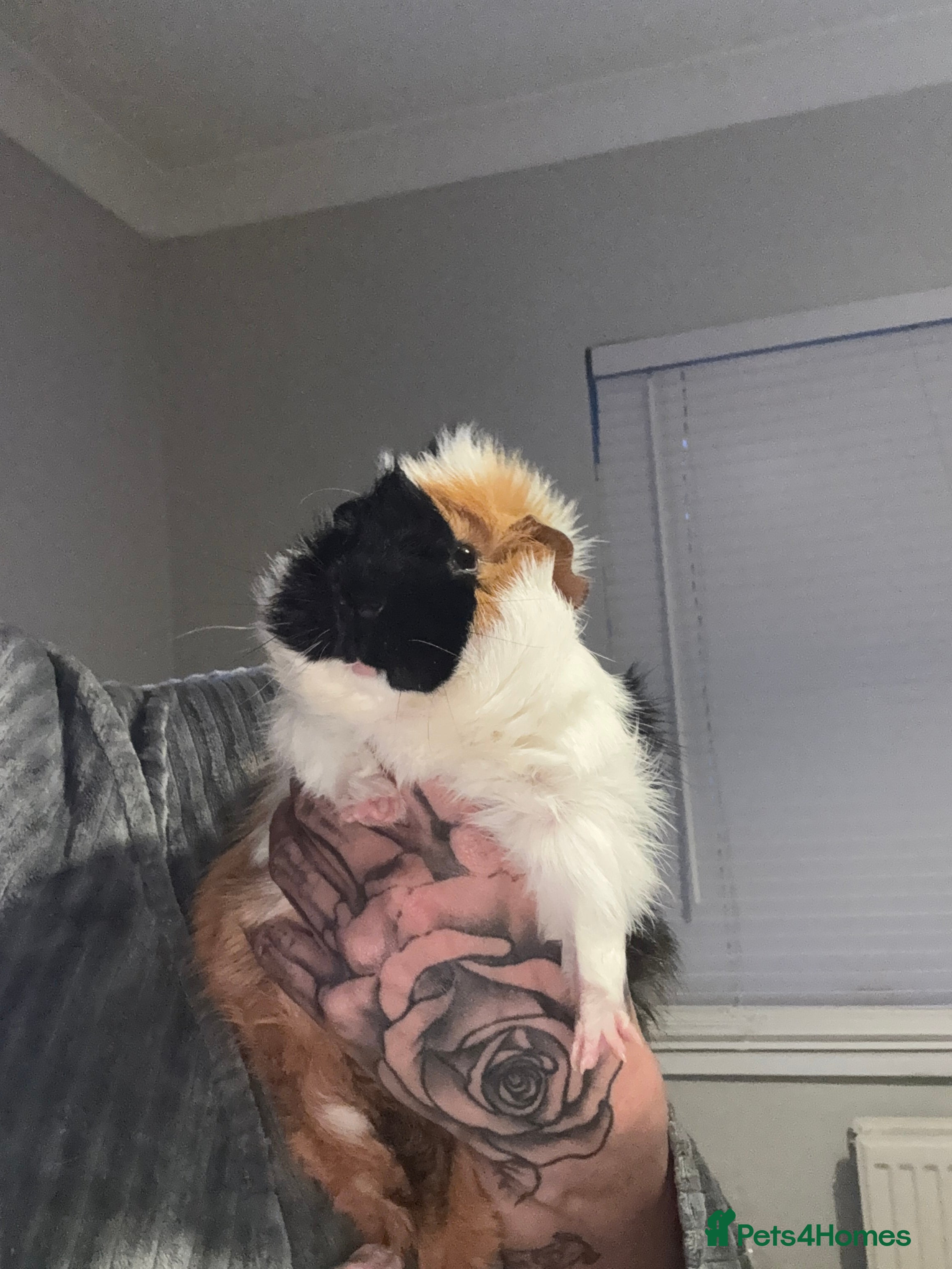 Guinea Pig rodents Guinea pigs brothers  - Advert 1