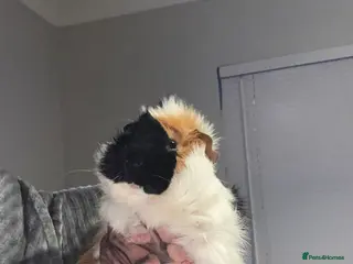 Guinea Pig rodents Guinea pigs brothers - Advert 1